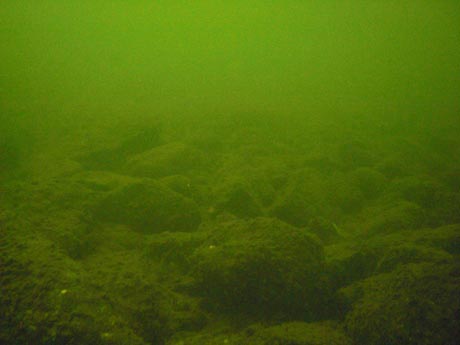 Schluchsee: Steine am Grund. Sehr deutlich sind die Torfablagerungen zu sehen. Und die Sicht ist auf diesem Bild für den Schluchsee sehr gut. Tiefe: ca 5 Meter.