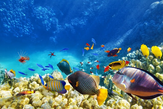 Zahlreiche bunte Fische in verschiedenen Größen und Formen schwimmen in den Riffs der Malediven. Bild: Urlaubsguru
